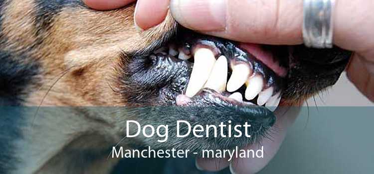 Dog Dentist Manchester - maryland