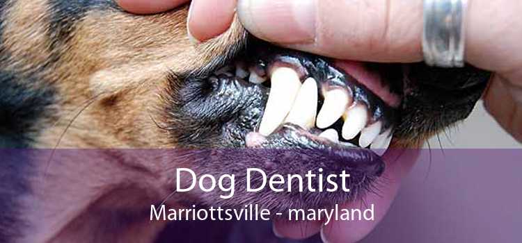 Dog Dentist Marriottsville - maryland