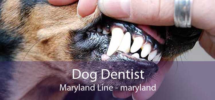 Dog Dentist Maryland Line - maryland