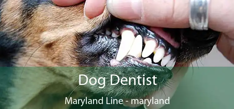 Dog Dentist Maryland Line - maryland