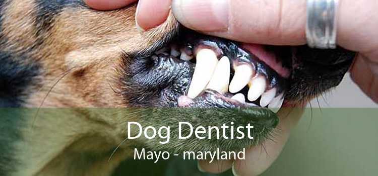 Dog Dentist Mayo - maryland
