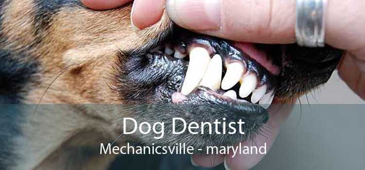 Dog Dentist Mechanicsville - maryland