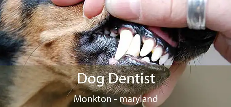 Dog Dentist Monkton - maryland