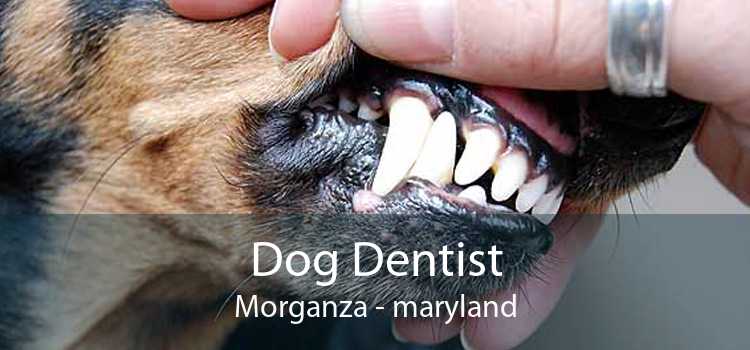 Dog Dentist Morganza - maryland