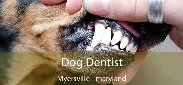 Dog Dentist Myersville - maryland