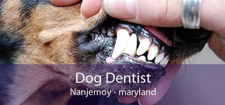 Dog Dentist Nanjemoy - maryland