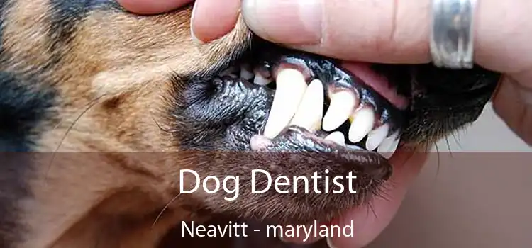 Dog Dentist Neavitt - maryland