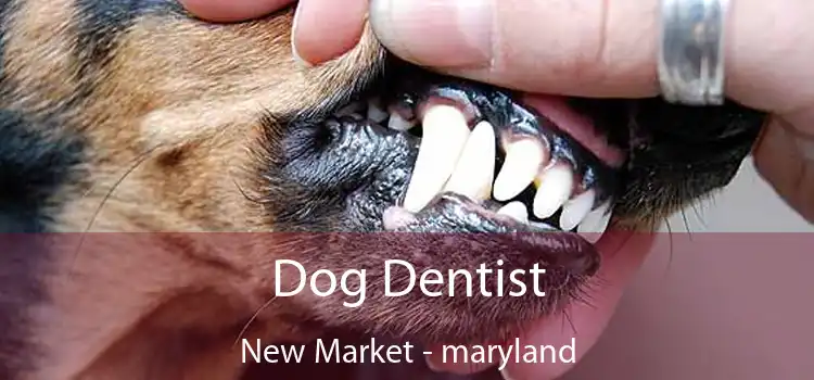 Dog Dentist New Market - maryland