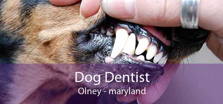 Dog Dentist Olney - maryland