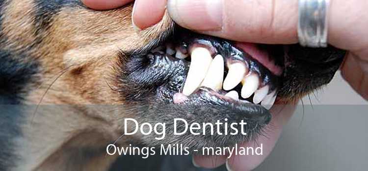 Dog Dentist Owings Mills - maryland