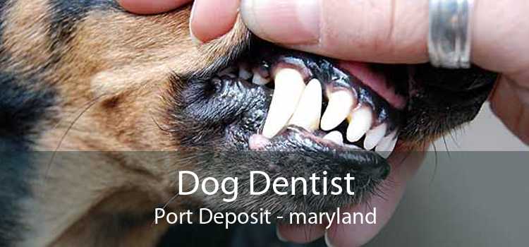Dog Dentist Port Deposit - maryland