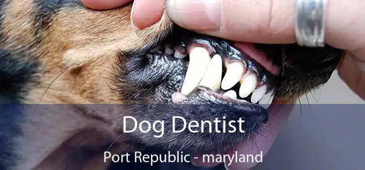 Dog Dentist Port Republic - maryland