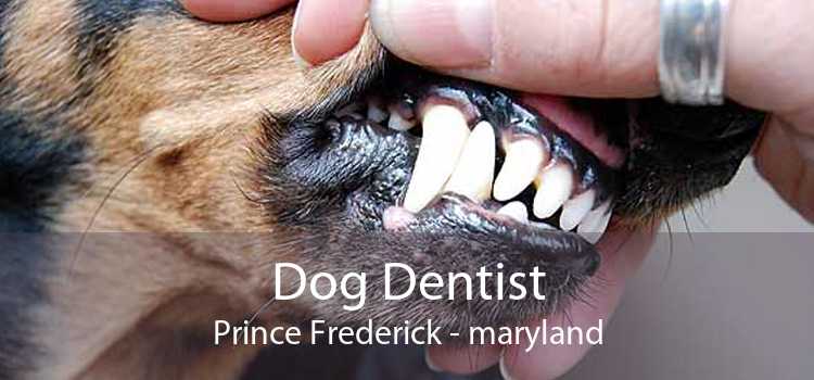Dog Dentist Prince Frederick - maryland