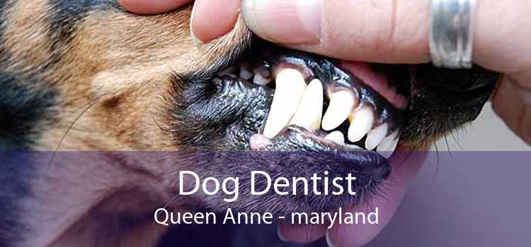 Dog Dentist Queen Anne - maryland