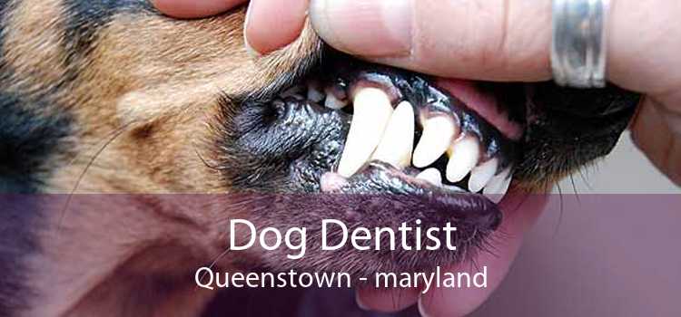 Dog Dentist Queenstown - maryland