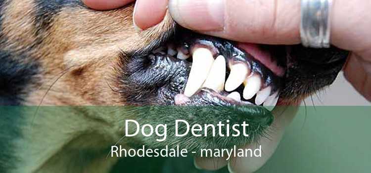 Dog Dentist Rhodesdale - maryland