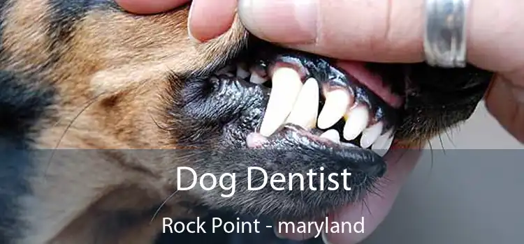Dog Dentist Rock Point - maryland