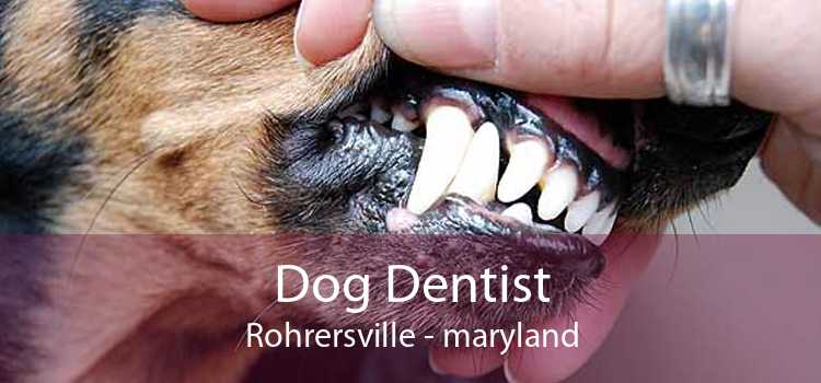Dog Dentist Rohrersville - maryland
