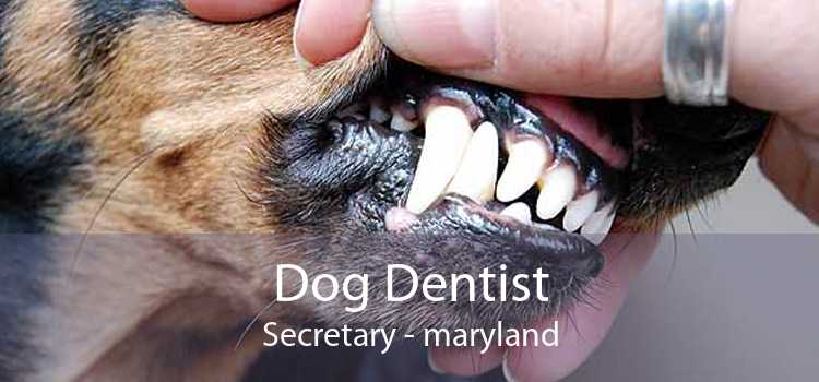 Dog Dentist Secretary - maryland