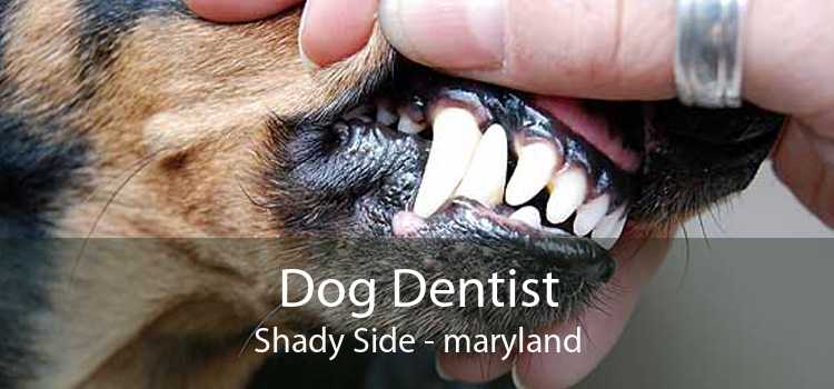 Dog Dentist Shady Side - maryland