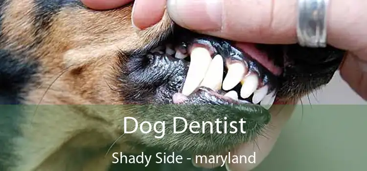 Dog Dentist Shady Side - maryland