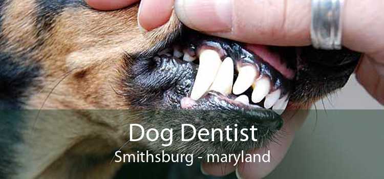 Dog Dentist Smithsburg - maryland