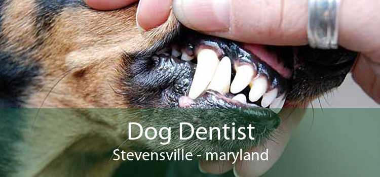 Dog Dentist Stevensville - maryland