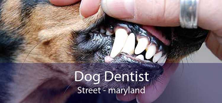 Dog Dentist Street - maryland