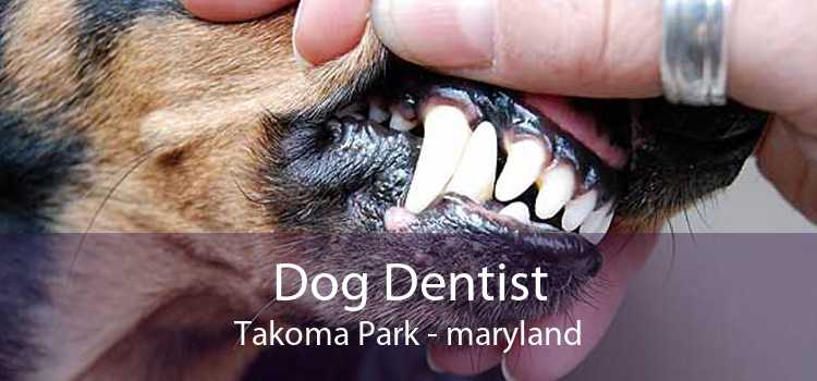 Dog Dentist Takoma Park - maryland