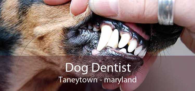 Dog Dentist Taneytown - maryland