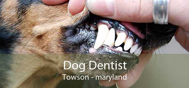 Dog Dentist Towson - maryland