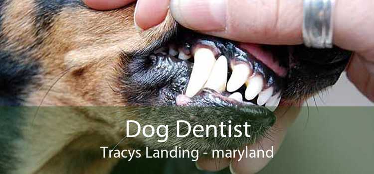 Dog Dentist Tracys Landing - maryland