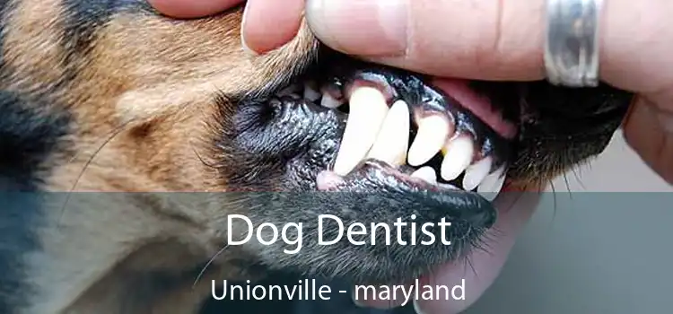 Dog Dentist Unionville - maryland