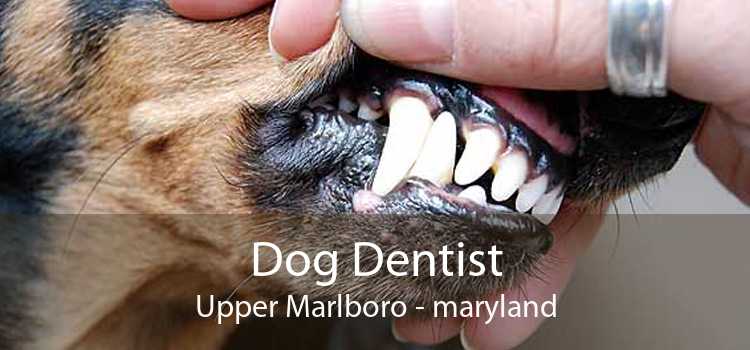 Dog Dentist Upper Marlboro - maryland