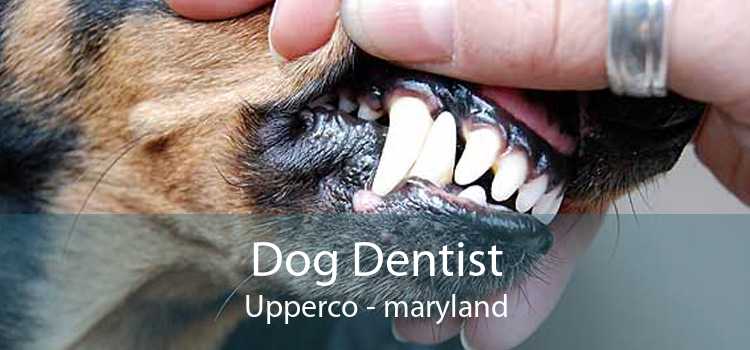 Dog Dentist Upperco - maryland