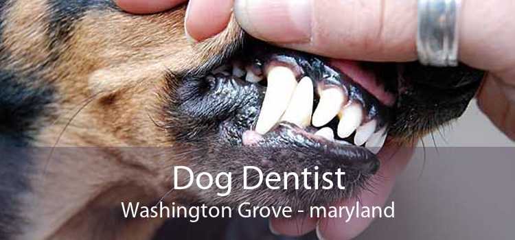 Dog Dentist Washington Grove - maryland