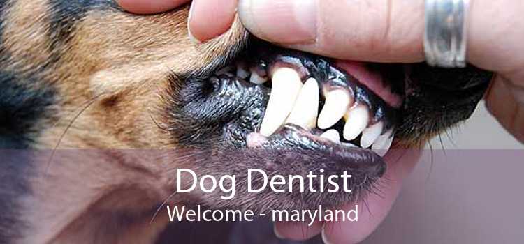 Dog Dentist Welcome - maryland