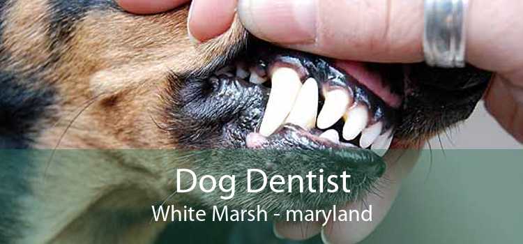 Dog Dentist White Marsh - maryland