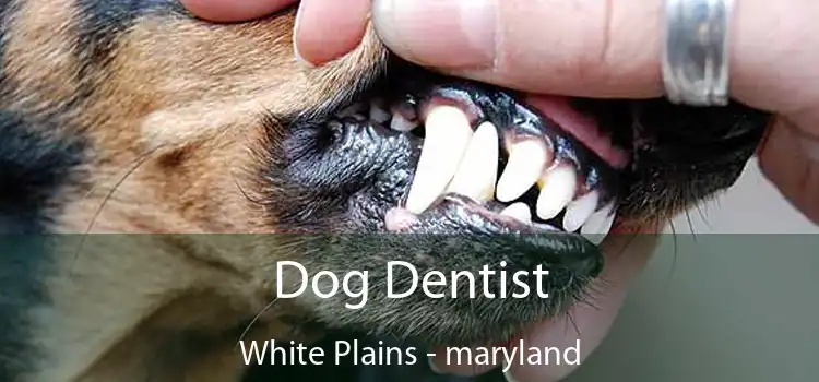 Dog Dentist White Plains - maryland