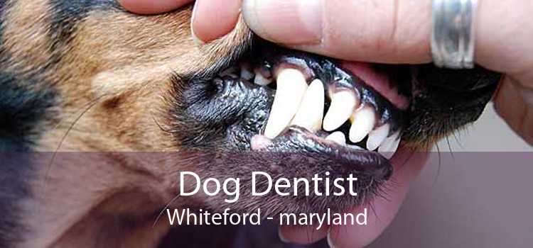 Dog Dentist Whiteford - maryland