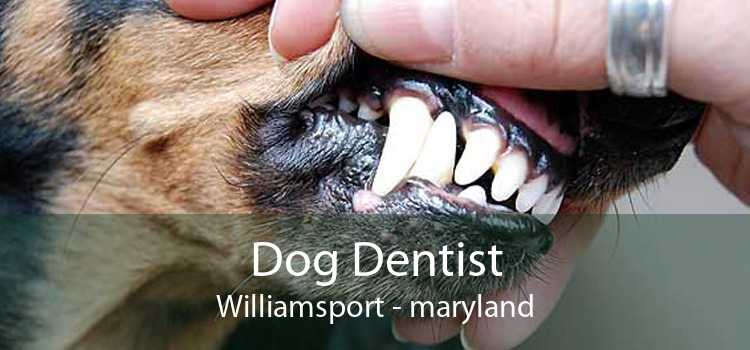 Dog Dentist Williamsport - maryland