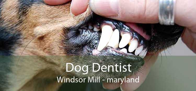 Dog Dentist Windsor Mill - maryland