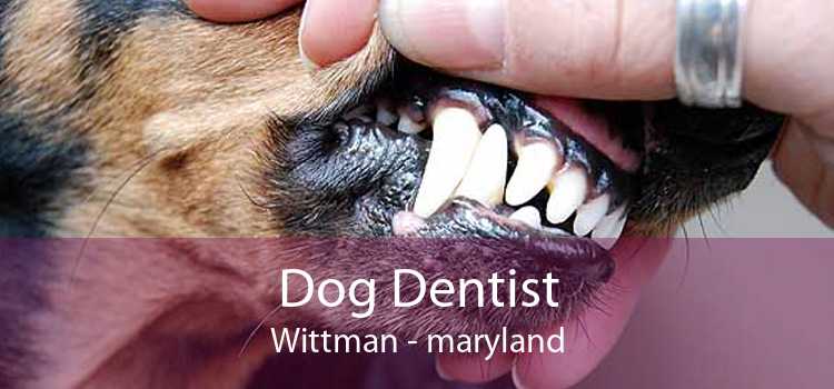 Dog Dentist Wittman - maryland