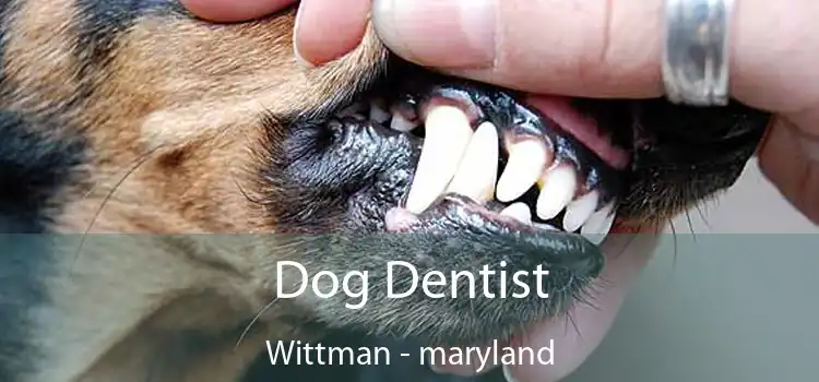 Dog Dentist Wittman - maryland