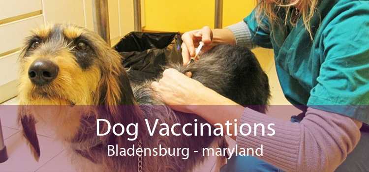 Dog Vaccinations Bladensburg - maryland