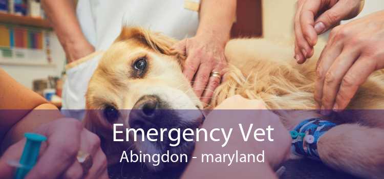 Emergency Vet Abingdon - maryland