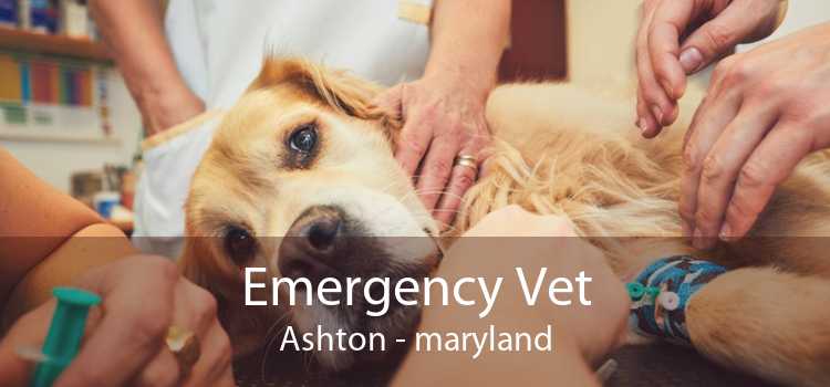 Emergency Vet Ashton - maryland
