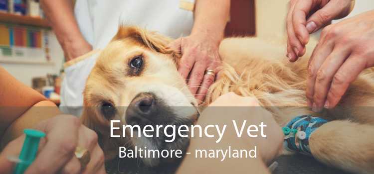 Emergency Vet Baltimore - maryland
