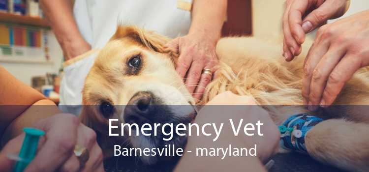 Emergency Vet Barnesville - maryland