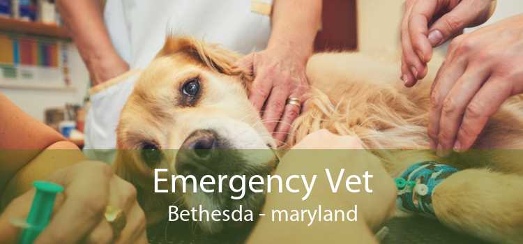 Emergency Vet Bethesda - maryland